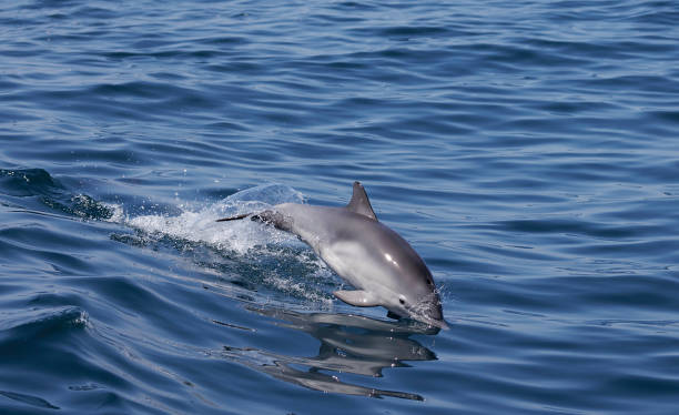 Common Dolphin jumping stock photo
