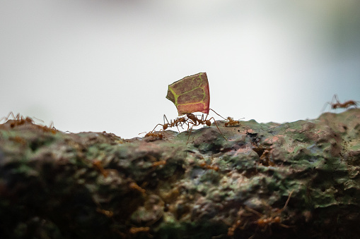 Leafcutter ants carrying leaf's over a branch all working together.