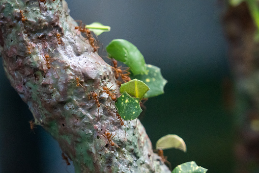 Leafcutter ants carrying leaf's over a branch all working together.