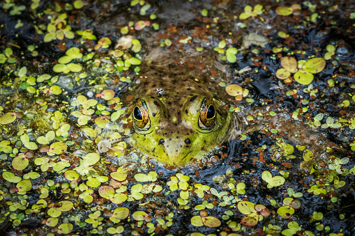 Frog poking his head up from the water, very camouflaged in his surroundings.