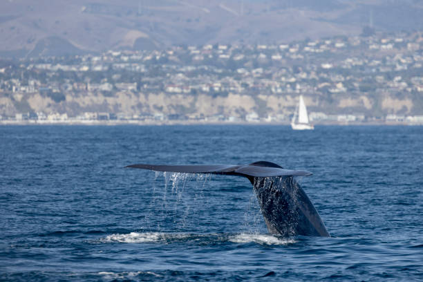 blue whale fluke stock photo