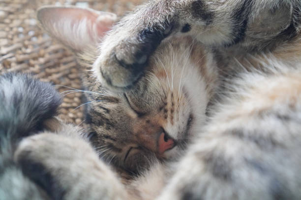 istock cat sleeping in the house 1418889495
