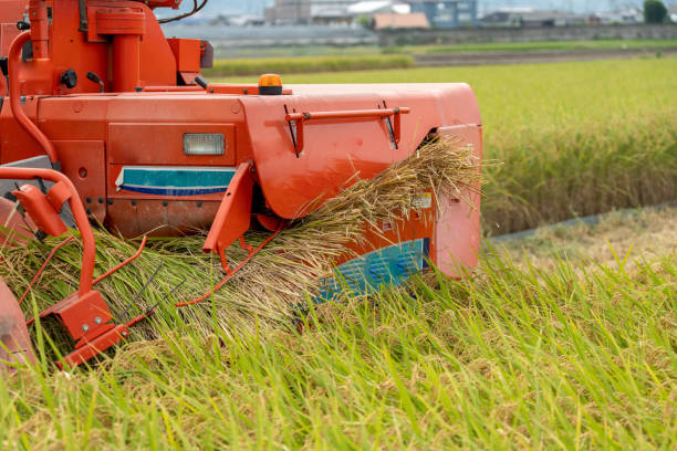 istock Harvesting rice with a combine 1418890739