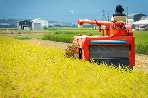 Harvesting rice with a combine