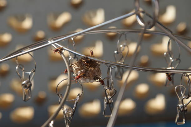 wasp's nest at the clothesline
