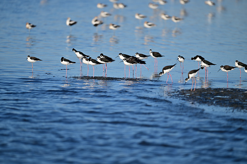 Flock of Hawaiian Stilt and American Avocets in the Lake
