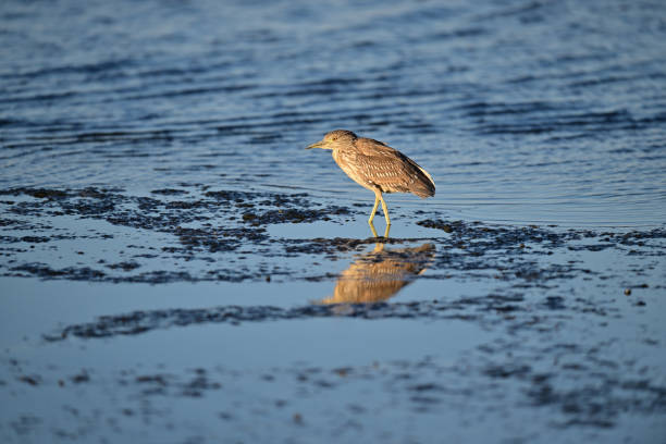 A juvenile black-crowned night heron fishing in muddy lake