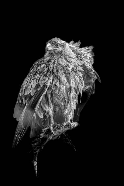 istock Wet in the Dry Season - Tawny Eagel 1418895310