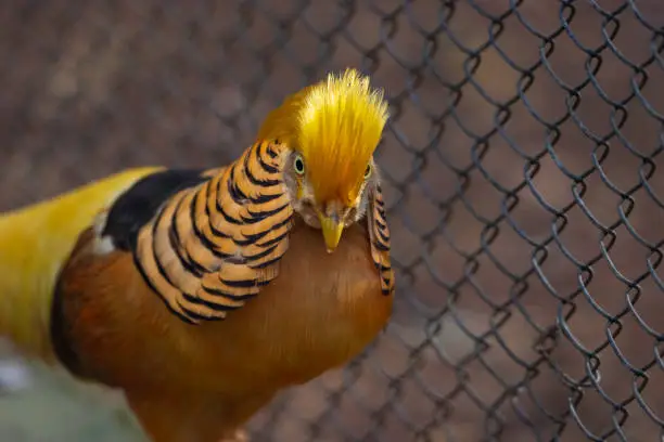 Photo of Yellow Golden Pheasant closeup image. The Yellow Golden, also known as the Ghigi's Golden, is a popular color mutation of the Golden Pheasant occurring in captivity.