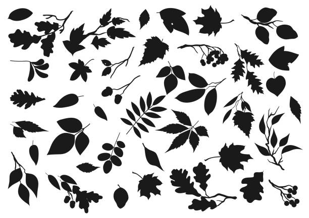 ilustrações de stock, clip art, desenhos animados e ícones de leaves, oak, maple and rowan tree leaf and seeds - oak leaf oak tree acorn season