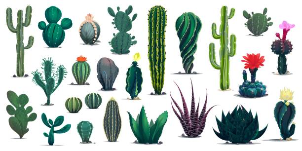 illustrations, cliparts, dessins animés et icônes de cactus de dessins animés mexicains et du désert succulents - mammillaria cactus