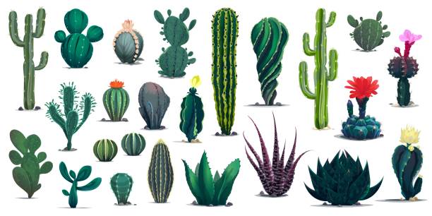 멕시코와 사막 만화 선인장 즙이 많은 - cactus hedgehog cactus flower desert stock illustrations