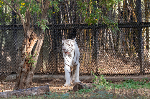 A white tiger looking attentively at something that has caught its attention.