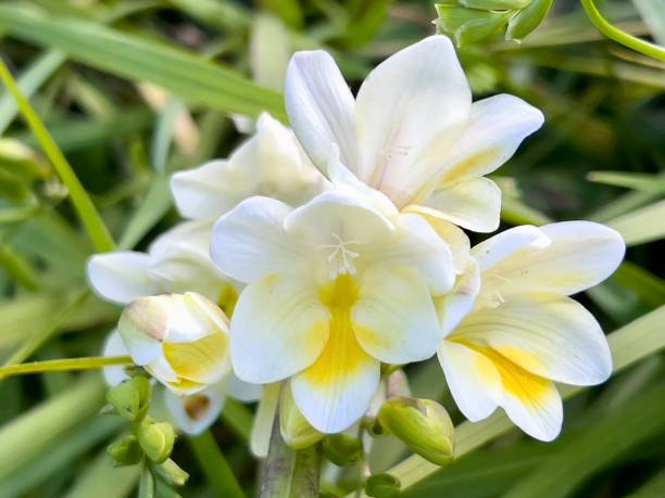istock Springtime Freesias in Flower 1418908030