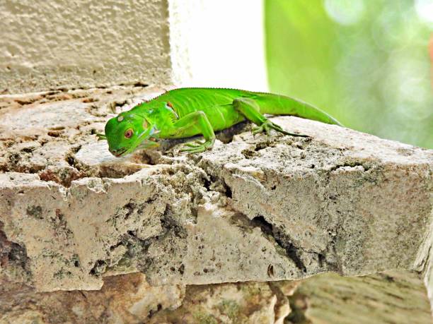 istock Green Iguana (Iguana iguana) young, resting on a rock 1418909414