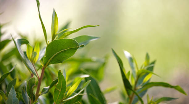 istock Closeup of fresh tree sprouts with green leaves in spring 1418910589