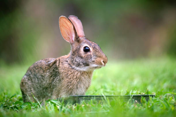 Baby wild rabbit eating watermelon