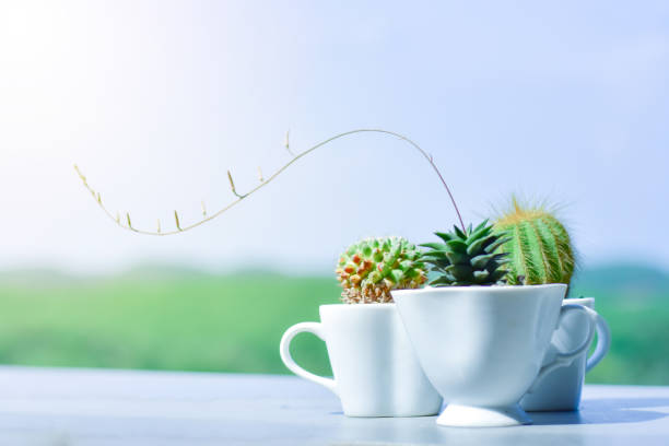 istock Cactus pots from a coffee mug. Concept. Soft background 1418910784