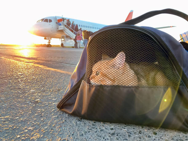 Cat in carrying case at airplane in sunrise. Ð¡at carrier at airport. Pet sitting in pet carrier. Travelling with pet. Red kitten in travel bag boarding in plane. stock photo