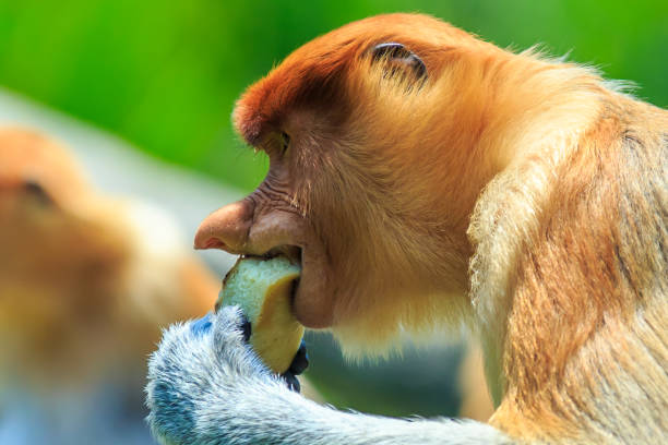 サルまたは鼻鼻腔炎 - monkey proboscis monkey malaysia island of borneo ストックフォトと画像