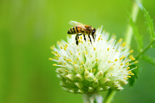 Bee and flower. Close up of a large striped bee collects pollen from an onion flower on a green background. Summer and spring backgrounds