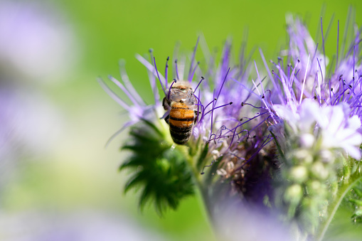 Bee and flower phacelia. Close-up of a large striped bee sitting with its back collecting pollen. Summer and spring backgrounds
