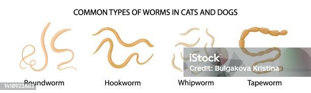 Common Types Of Worms In Cats And Dogs Medical Illustration Stock ...
