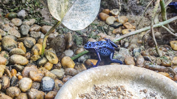 Close up photo of blue frog