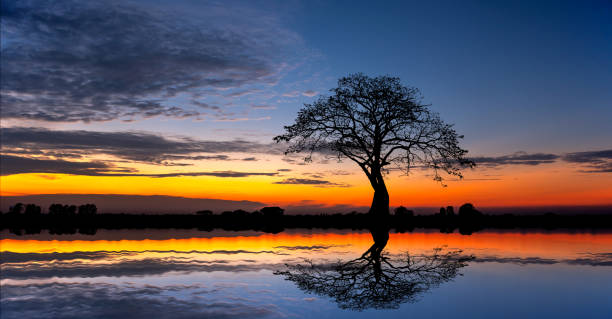 istock Panorama silhouette tree in africa with sunset.Tree silhouetted against a setting sun reflection on water.Typical african sunset with acacia trees in Masai Mara, Kenya. 1418924466