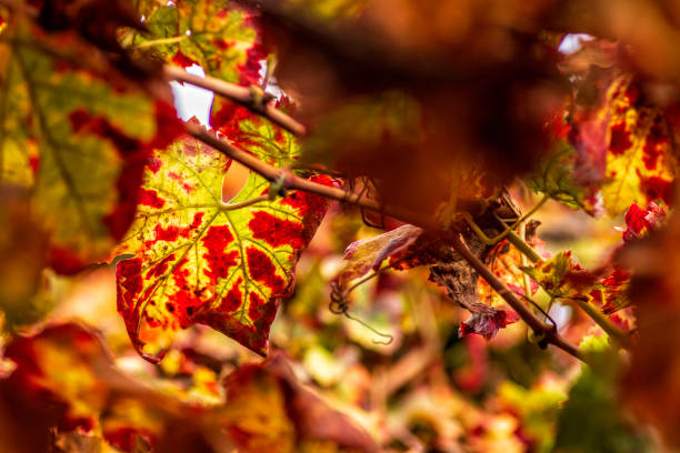 Grape vines with colorful autumn leaves in a vineyard. Selective focus