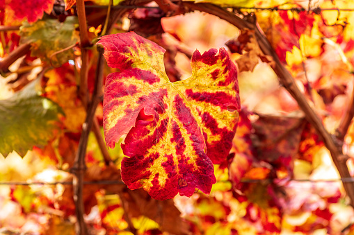 Grape vines with colorful autumn leaves in a vineyard. Selective focus