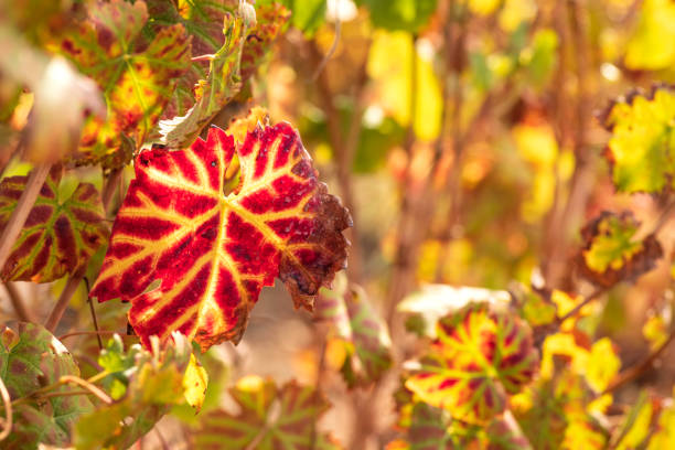 Multicolored grape leaves of autumn vineyard close up on blurred background. Israel