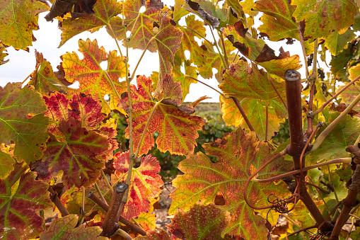 Vineyards in autumn in Rioja. Spain