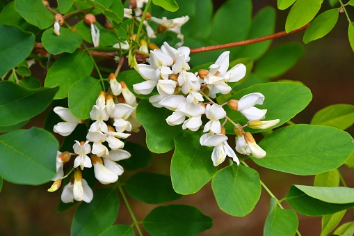 White inflorescences of Robinia pseudoacacia (Latin Robinia pseudoacacia) or white acacia on a summer day