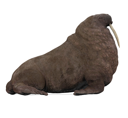 Walrus Mammal Animal isolated on white background. 3D render
