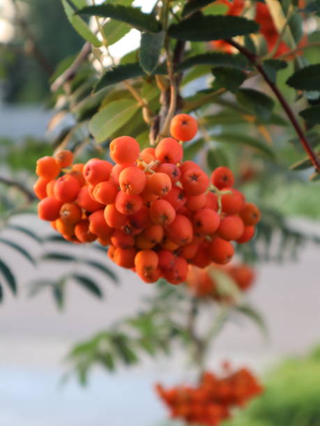 Mountain Ash Rowanberry Tree Vertical shot of the Mountain Ash Rowanberry Tree, with a blurry background and a clear view of the details of a few of its leaves. Rowans: Sorbus aucuparia Tree rowanberry stock pictures, royalty-free photos & images