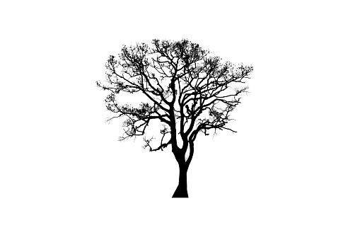 Black tree,Tree silhouette on isolated on white background