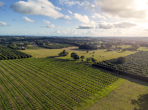 Macadamia Plantation in Northern New South Wales