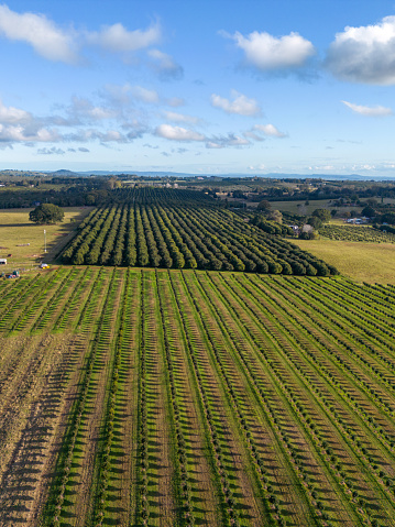 Late afternoon view of macadamia nut plantation