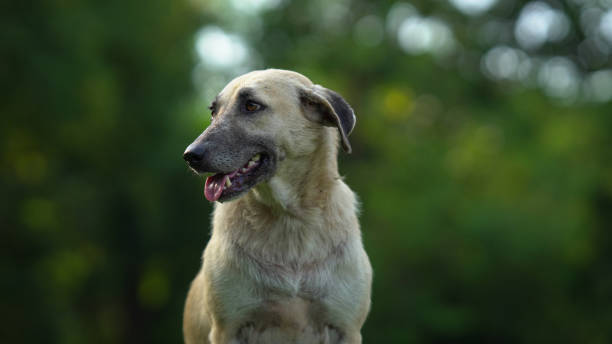 istock a stray dog in the park 1418942324