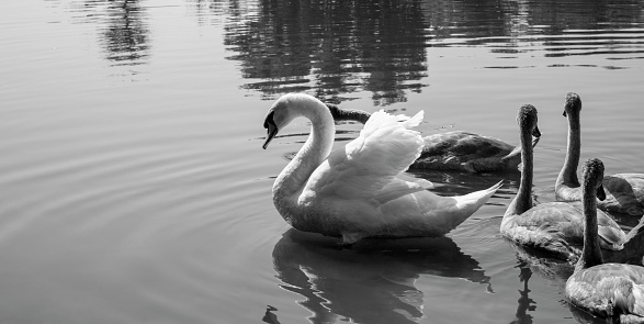 White Swan with Swans, with His Children on the Lake in Summer, Ukraine. Close-up Of Swans Swimming In The Lake. black and white photography.