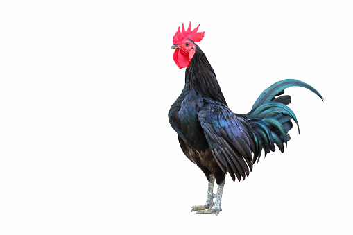 Beautiful rooster isolate on white background.