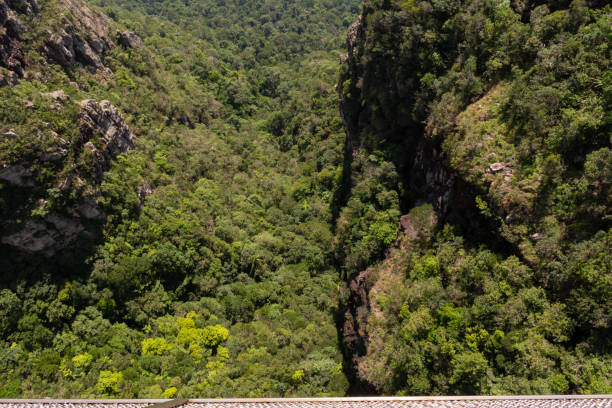 vista da floresta tropical de skybridge - tropical rainforest elevated walkway pulau langkawi malaysia - fotografias e filmes do acervo