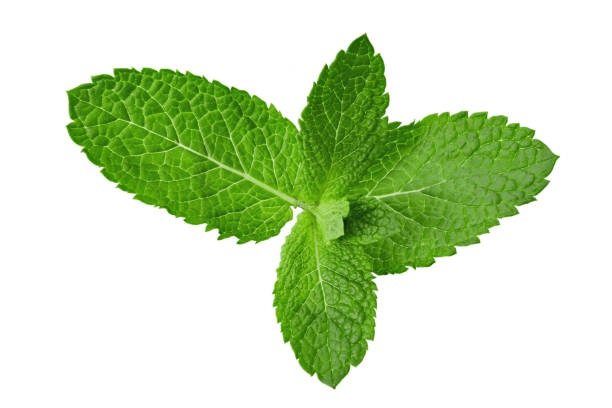 istock Mint leaf. Fresh mint on white background. Mint leaves isolated. Full depth of field. 1418949047