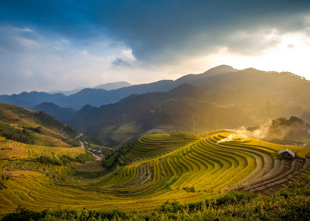 istock Sunset over ripen rice terraces 1418950303