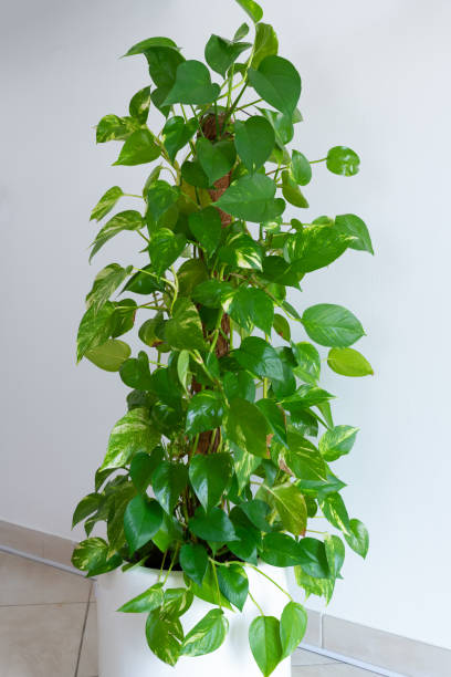 istock Indoor Money plant in a white pot 1418950588