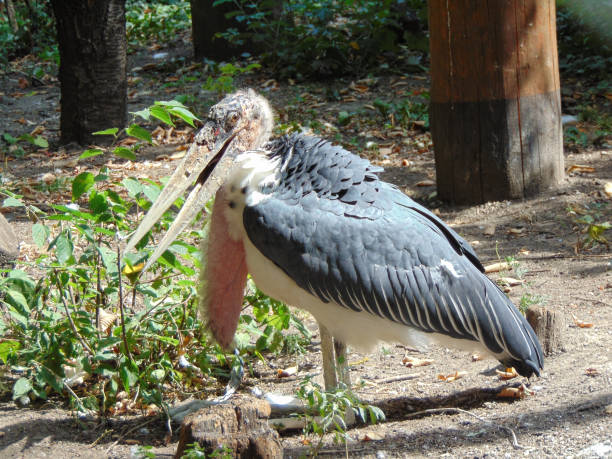 istock Marabou stork (Leptoptilos) at the zoo 1418952968