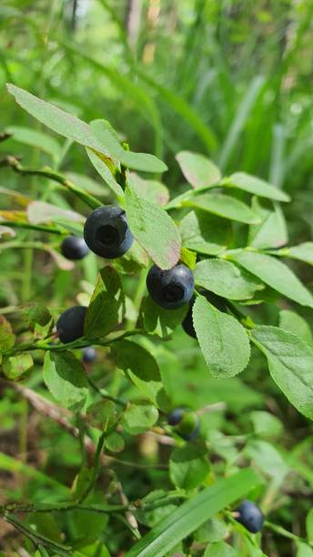 istock Blueberries on a bush in the forest 1418959848