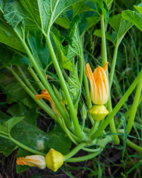 courge pattypan poussant dans le jardin - pattypan squash photos et images de collection