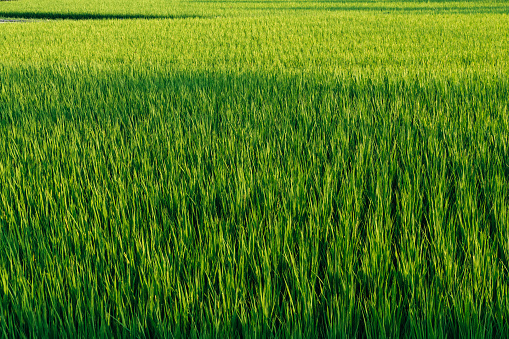 Image of Japanese rice fields